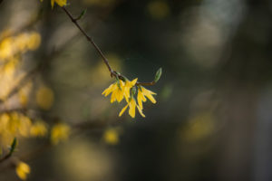 Forsythia, blossom, detail, Forsythia, blossom, detail,